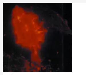 Chicken osteocytes isolated from chicken calvariae and tibiotarsi using mAb 7.3 and Anti-Mouse IgG MicroBeads.